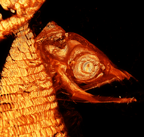 Aal-Larve_photoshopped